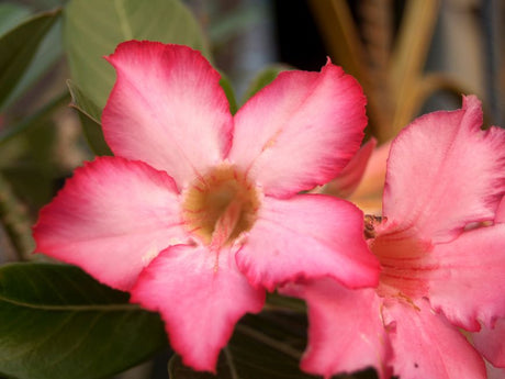 Close-up of vibrant pink Adenium flowers in full bloom, showcasing their delicate petals.