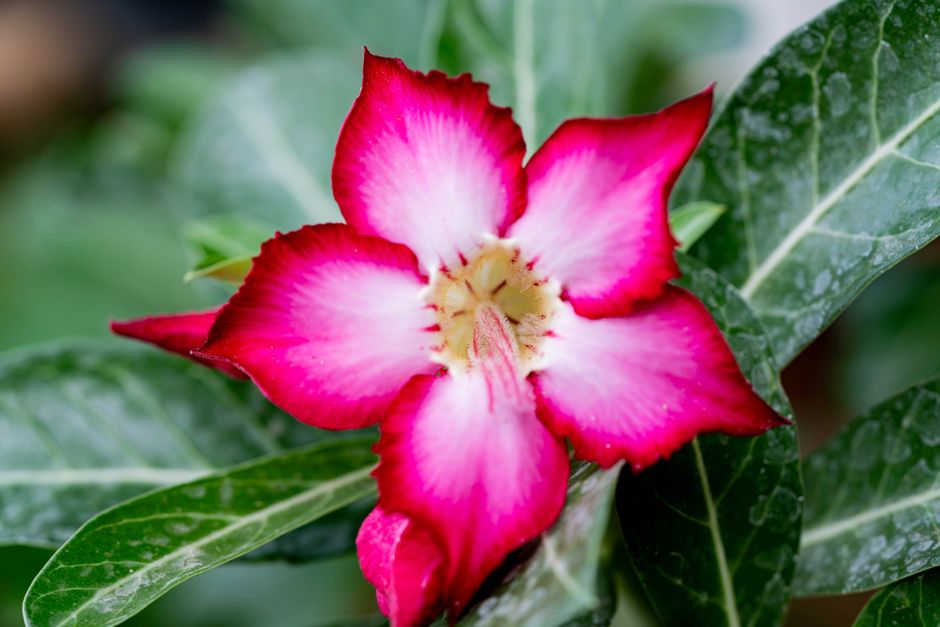 Close-up view of a vibrant pink and white Desert Rose flower beautifully captured in natural light.