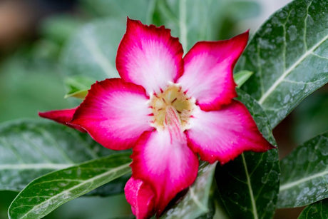 Close-up view of a vibrant pink and white Desert Rose flower beautifully captured in natural light.