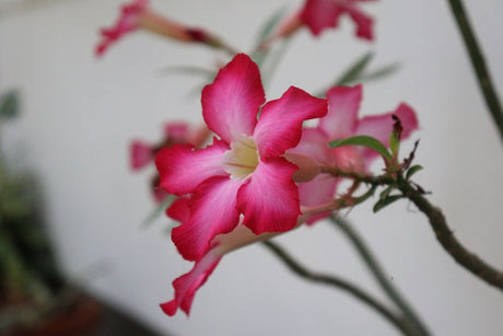 Beautiful close-up of a pink Adenium flower with a soft focus background, showcasing vibrant petals.