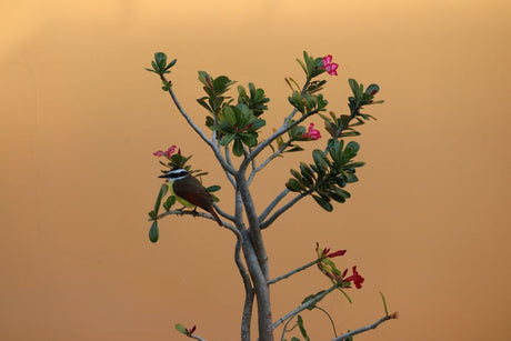 A colorful bird perched on an adenium plant against a warm background.
