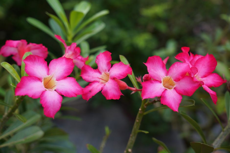 Poda de Inverno na Rosa do Deserto: o Segredo para uma Primavera Cheia de Flores - Gm Rosa Do Deserto