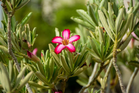 Polinização Manual de Adenium: Como Colecionadores Avançados Criam Seus Próprios Híbridos - Gm Rosa Do Deserto