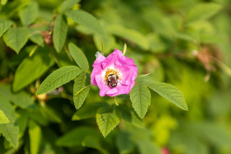 Polinização Manual de Adenium: Como Colecionadores Avançados Criam Suas Próprias Hibridações - Gm Rosa Do Deserto