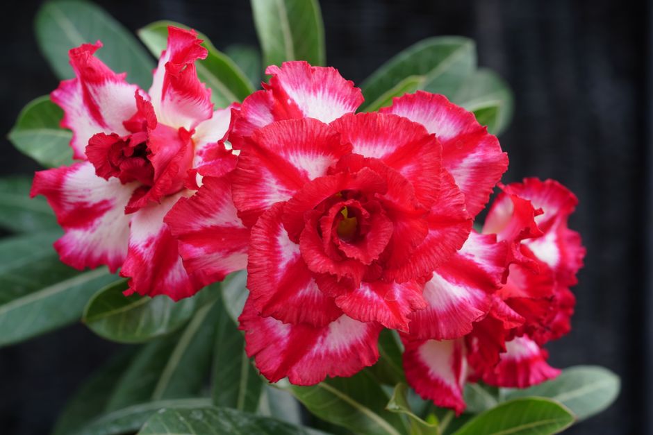 Por que sua Rosa do Deserto não floresce: o papel da adubação fosfatada no estímulo às flores - Gm Rosa Do Deserto