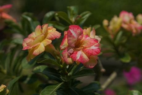 Rega da Rosa do Deserto no Inverno: Por Que Menos é Mais Nessa Época - Gm Rosa Do Deserto
