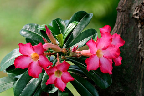 Rega da Rosa do Deserto no Inverno: Por que Menos é Mais Nessa Época - Gm Rosa Do Deserto