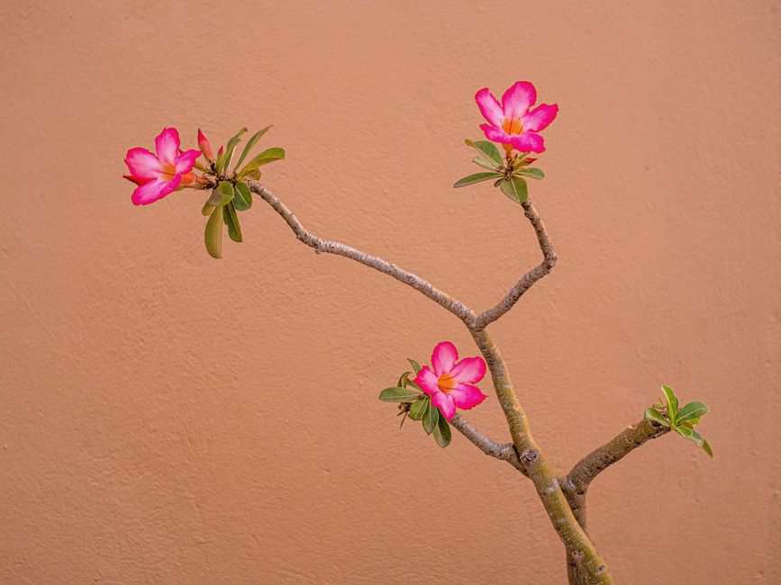 Rosa do Deserto no Inverno: Entenda a Dormência e Evite Erros Comuns em Julho - Gm Rosa Do Deserto
