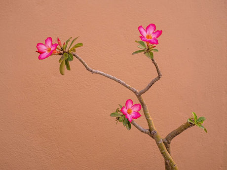 Rosa do Deserto no Inverno: Entenda a Dormência e Evite Erros Comuns em Julho - Gm Rosa Do Deserto
