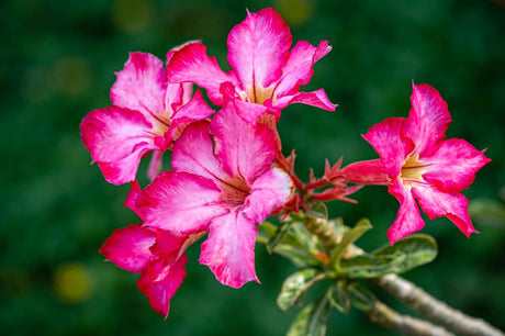 Rosa do Deserto sem florescer? O segredo está na dose certa de fósforo e potássio - Gm Rosa Do Deserto