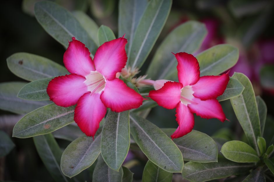 Sementes ou Estaca? O Que Muda no Caudex da Sua Rosa do Deserto - Gm Rosa Do Deserto