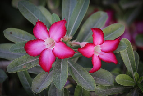 Sementes ou Estaca? O Que Muda no Caudex da Sua Rosa do Deserto - Gm Rosa Do Deserto
