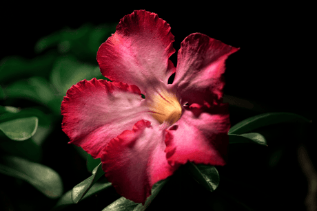 Sementes ou Estacas? O Dilema do Caudex Perfeito na Rosa do Deserto - Gm Rosa Do Deserto