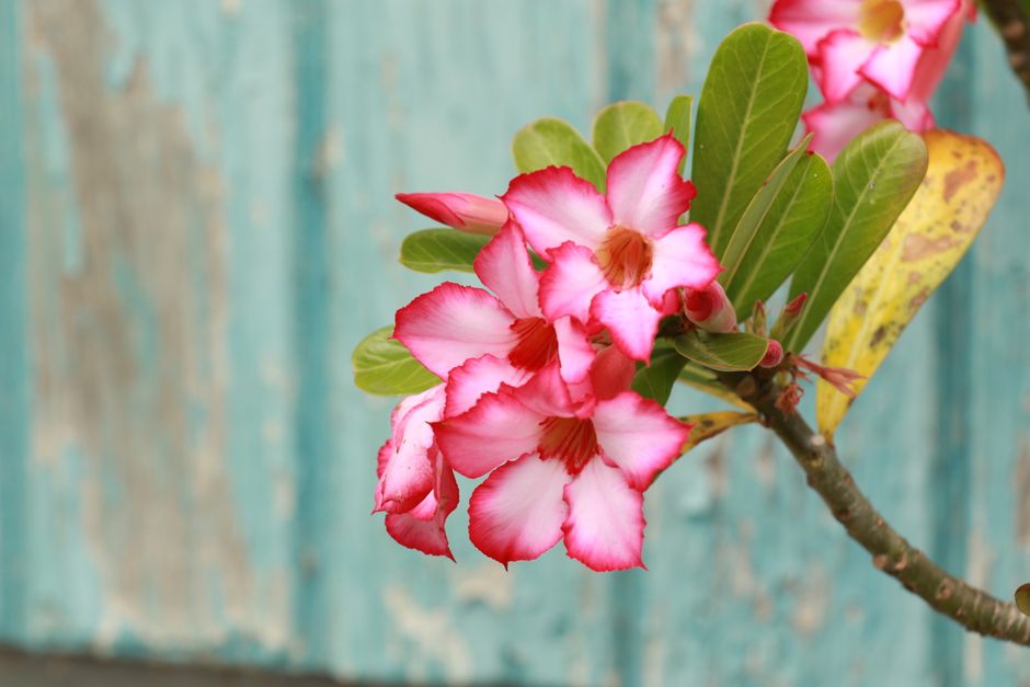Sementes ou Estacas? O Segredo do Caudex Perfeito na Rosa do Deserto - Gm Rosa Do Deserto