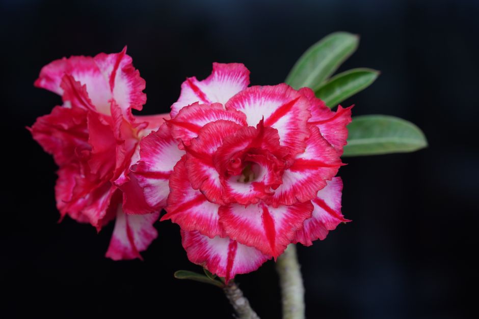Substrato ideal para Rosa do Deserto: a proporção que evita o apodrecimento do caudex - Gm Rosa Do Deserto