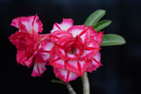 Substrato ideal para Rosa do Deserto: a proporção que evita o apodrecimento do caudex - Gm Rosa Do Deserto
