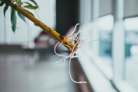 Substrato para Rosa do Deserto: a Proporção Ideal Entre Drenagem e Nutrição que Poucos Explicam - Gm Rosa Do Deserto