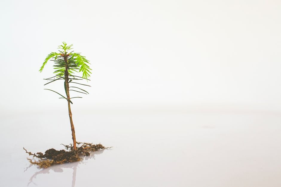 Substrato para Rosa do Deserto: a Receita Certa para um Caudex Grosso e Raízes Saudáveis - Gm Rosa Do Deserto