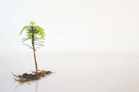 Substrato para Rosa do Deserto: a Receita Certa para um Caudex Grosso e Raízes Saudáveis - Gm Rosa Do Deserto
