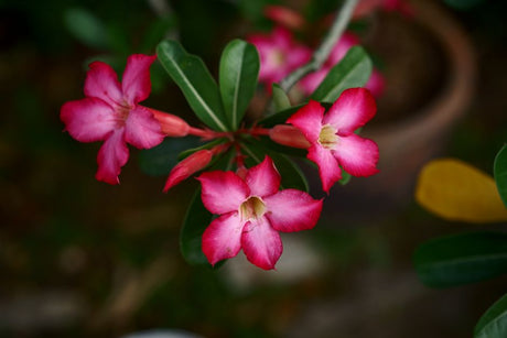 Vaso Certo, Rosa Feliz: Como Escolher o Recipiente Ideal para sua Primeira Adenium - Gm Rosa Do Deserto