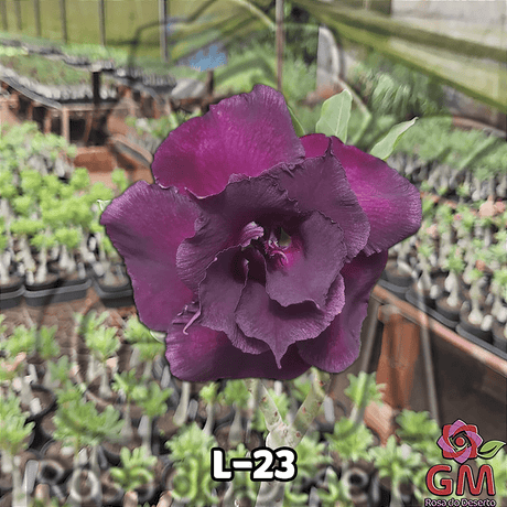 0025 - Rosa do Deserto - L - 23 - Gm Rosa Do Deserto