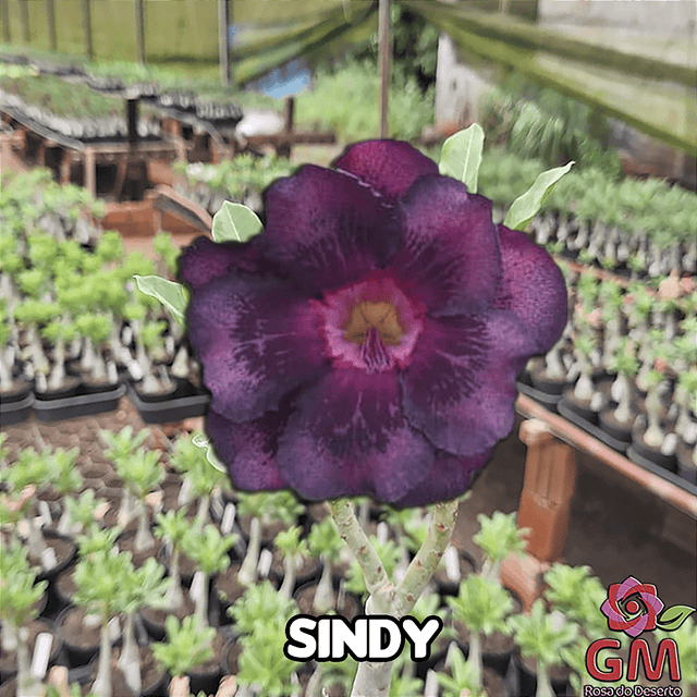 0027 - Rosa do Deserto - SINDY - Gm Rosa Do Deserto