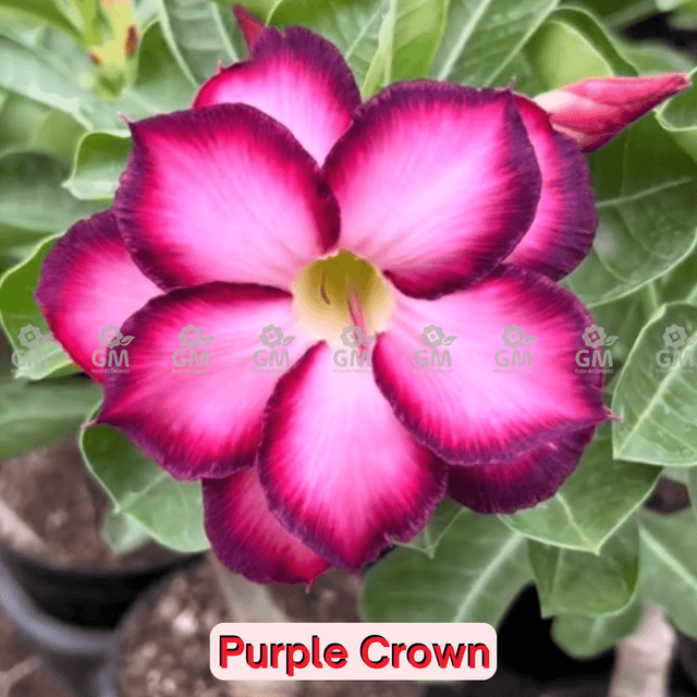 0032 - Rosa do Deserto - PURPLE CROWN - Gm Rosa Do Deserto