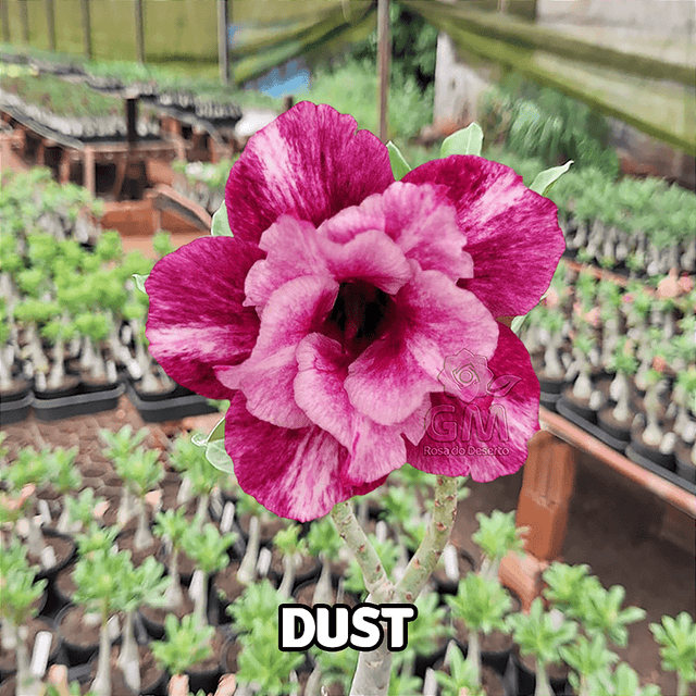 0034 - Rosa do Deserto - DUST - Gm Rosa Do Deserto