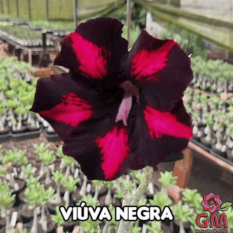 0038 - Rosa do Deserto - VIUVA NEGRA - Gm Rosa Do Deserto