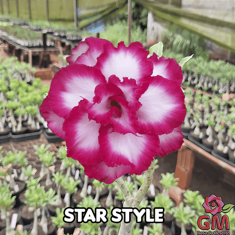 0064 - Rosa do Deserto - STAR STYLE ( IMPORTADA ) - Gm Rosa Do Deserto