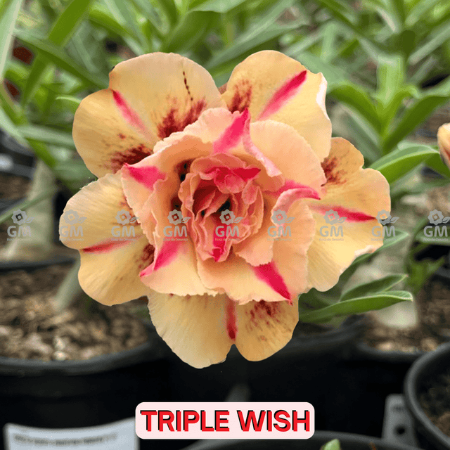 0096 - Rosa do Deserto - TRIPLE WISH ( PERFUMADA ) - Gm Rosa Do Deserto