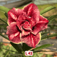 0098 - Rosa do Deserto - L 42 - Gm Rosa Do Deserto