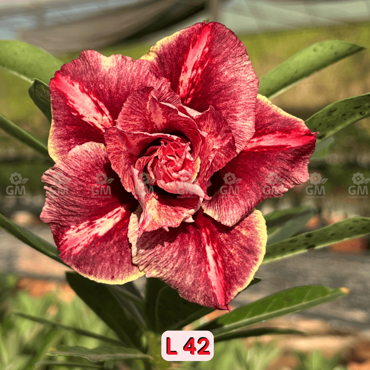 0098 - Rosa do Deserto - L 42 - Gm Rosa Do Deserto