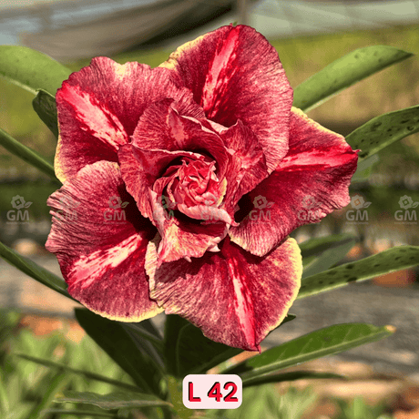 0098 - Rosa do Deserto - L 42 - Gm Rosa Do Deserto