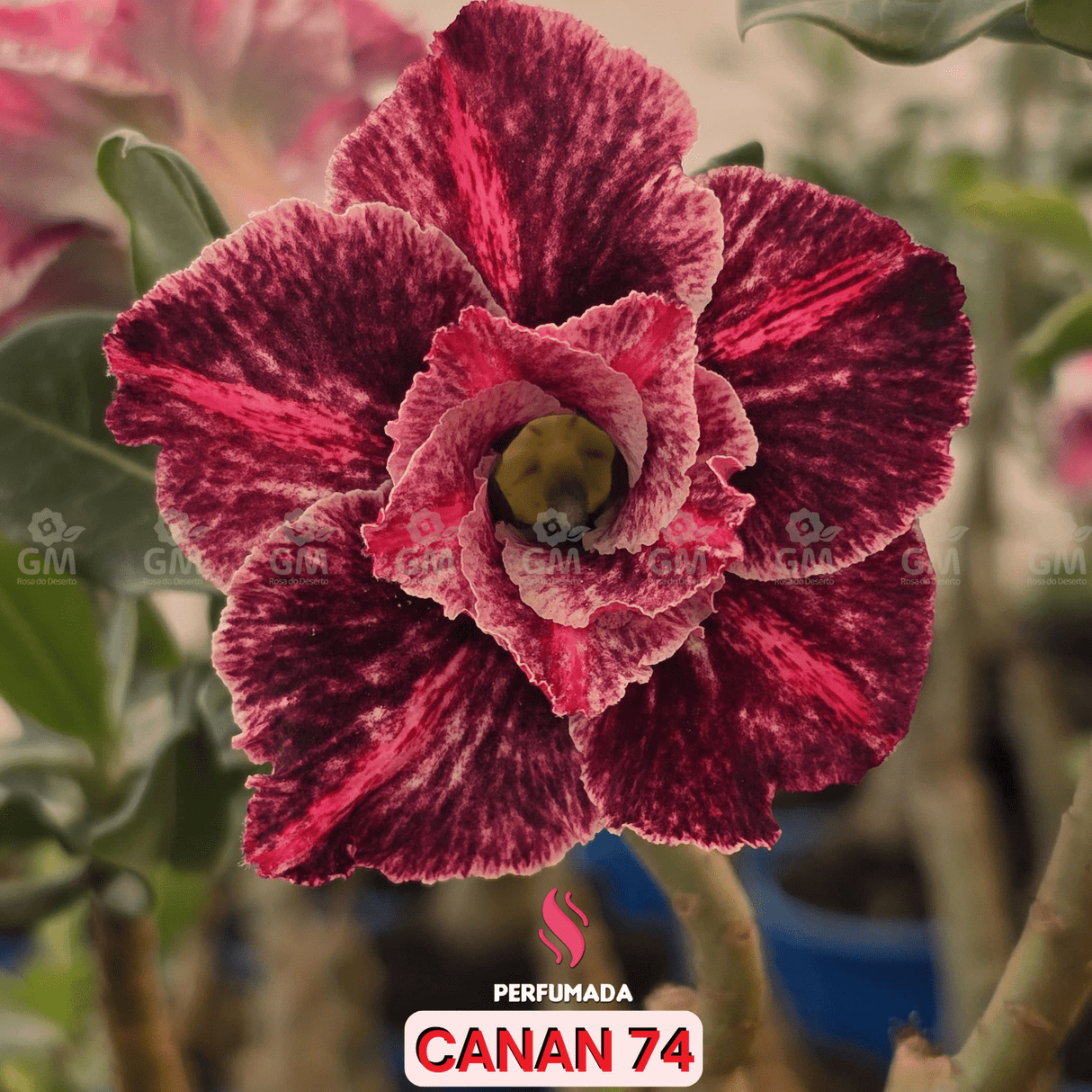 0107 - Rosa do Deserto - CANAN 74 (PERFUMADA) - Gm Rosa Do Deserto