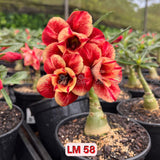 0117 - Rosa do Deserto - LM 58 - Gm Rosa Do Deserto