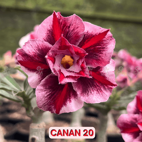 0120 - Rosa do Deserto - CANAN 20 - Gm Rosa Do Deserto