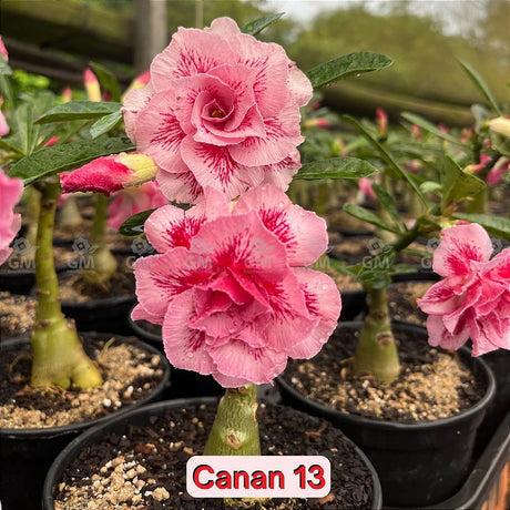 0126 - Rosa do Deserto - CANAN - 13 - Gm Rosa Do Deserto