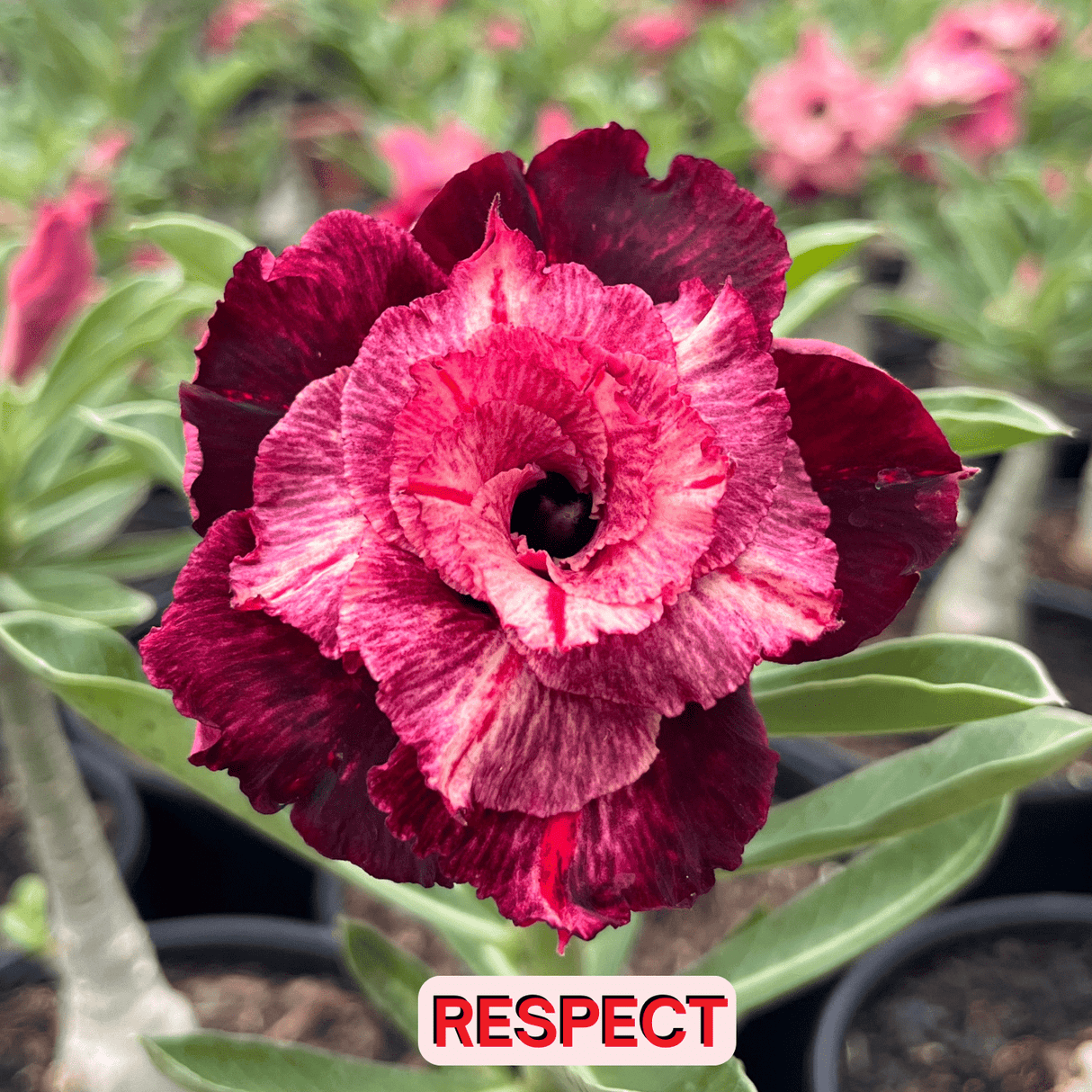 0141 - Rosa do Deserto - RESPECT - Gm Rosa Do Deserto