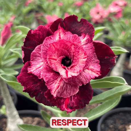 0141 - Rosa do Deserto - RESPECT - Gm Rosa Do Deserto