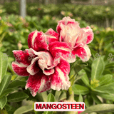 0191 - Rosa do Deserto - MANGOSTEEN - Gm Rosa Do Deserto