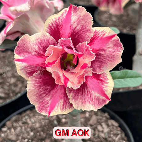 0203 - Rosa do Deserto - GM AOK - Gm Rosa Do Deserto