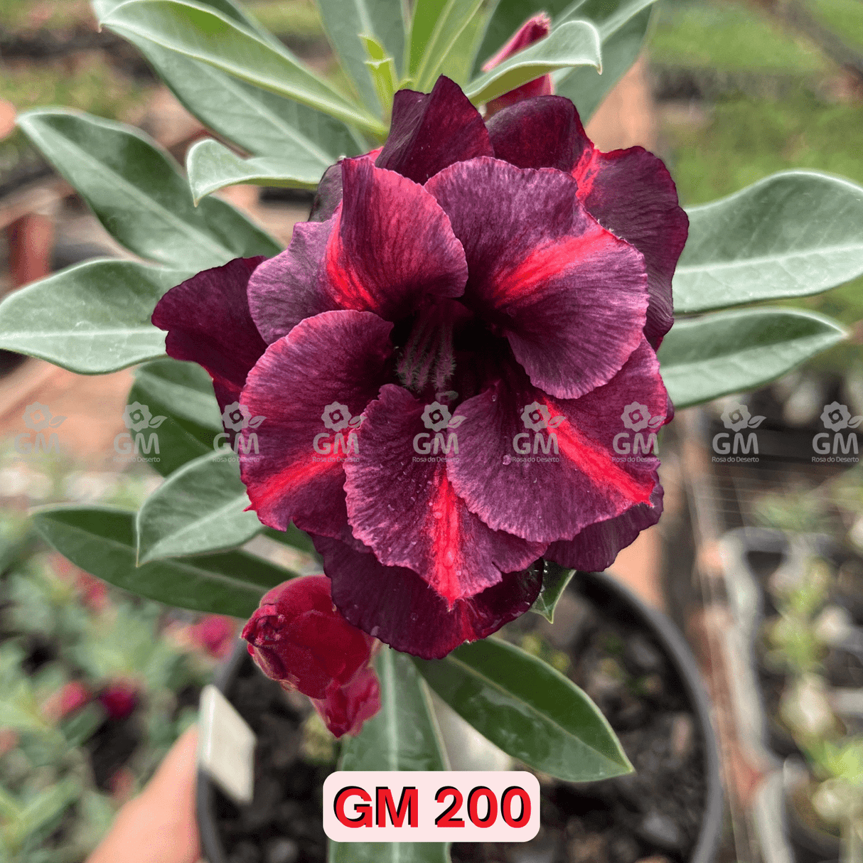 Rosa do Deserto - GM 200 - Gm Rosa Do Deserto