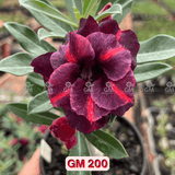 Rosa do Deserto - GM 200 - Gm Rosa Do Deserto