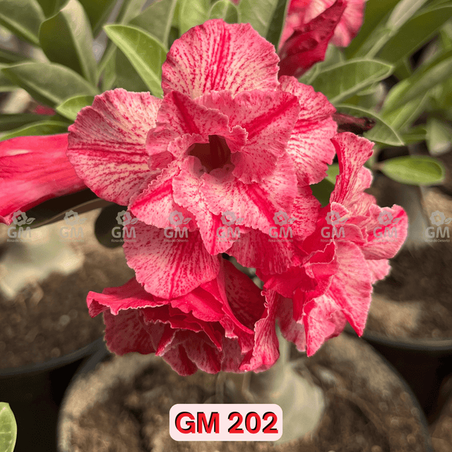 0281 - Rosa do Deserto - GM 202 - Gm Rosa Do Deserto