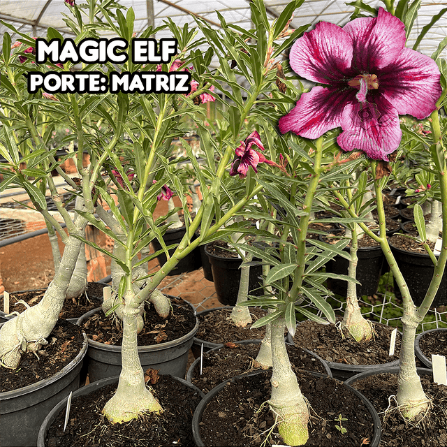 0450 - Rosa do Deserto - ENXERTO ADULTO - MAGIC ELF - Gm Rosa Do Deserto