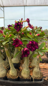 Rosa do deserto - PURPLE BLUE