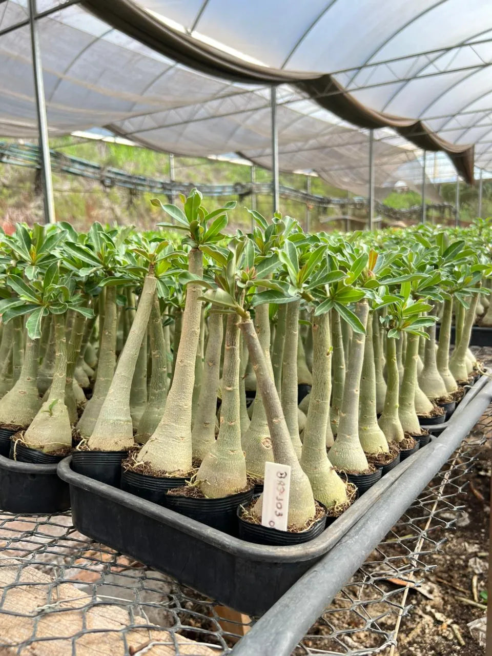 Rosa do Deserto - BRD 103 - Gm Rosa Do Deserto