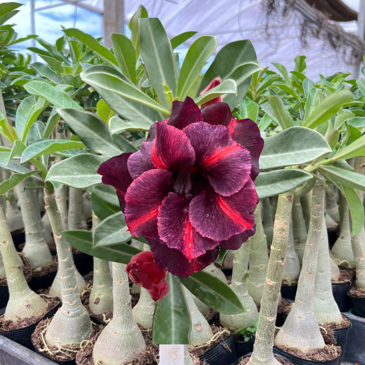 Rosa do Deserto - GM 200 - Gm Rosa Do Deserto