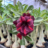 Rosa do Deserto - GM 200 - Gm Rosa Do Deserto